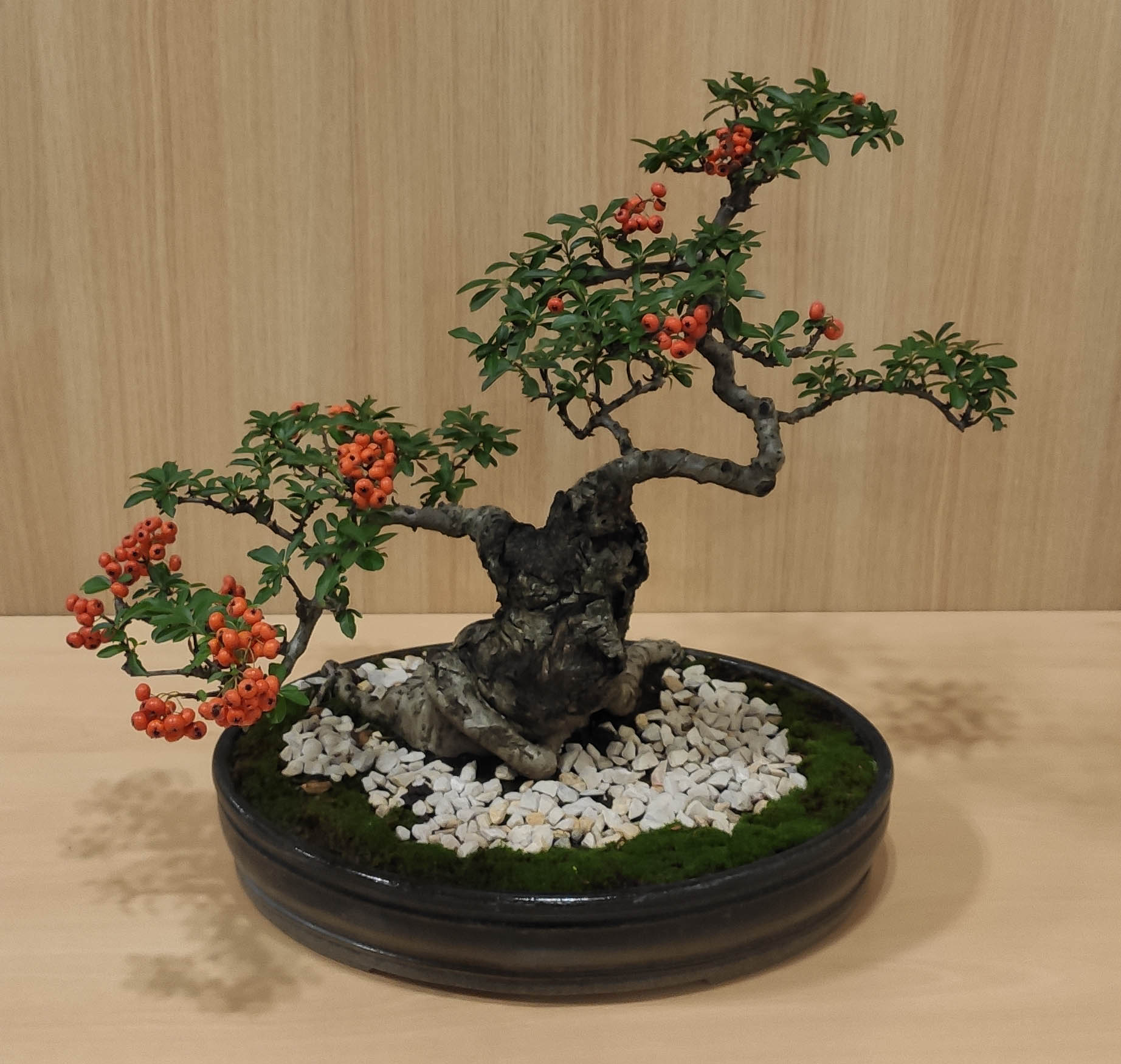 bonsai