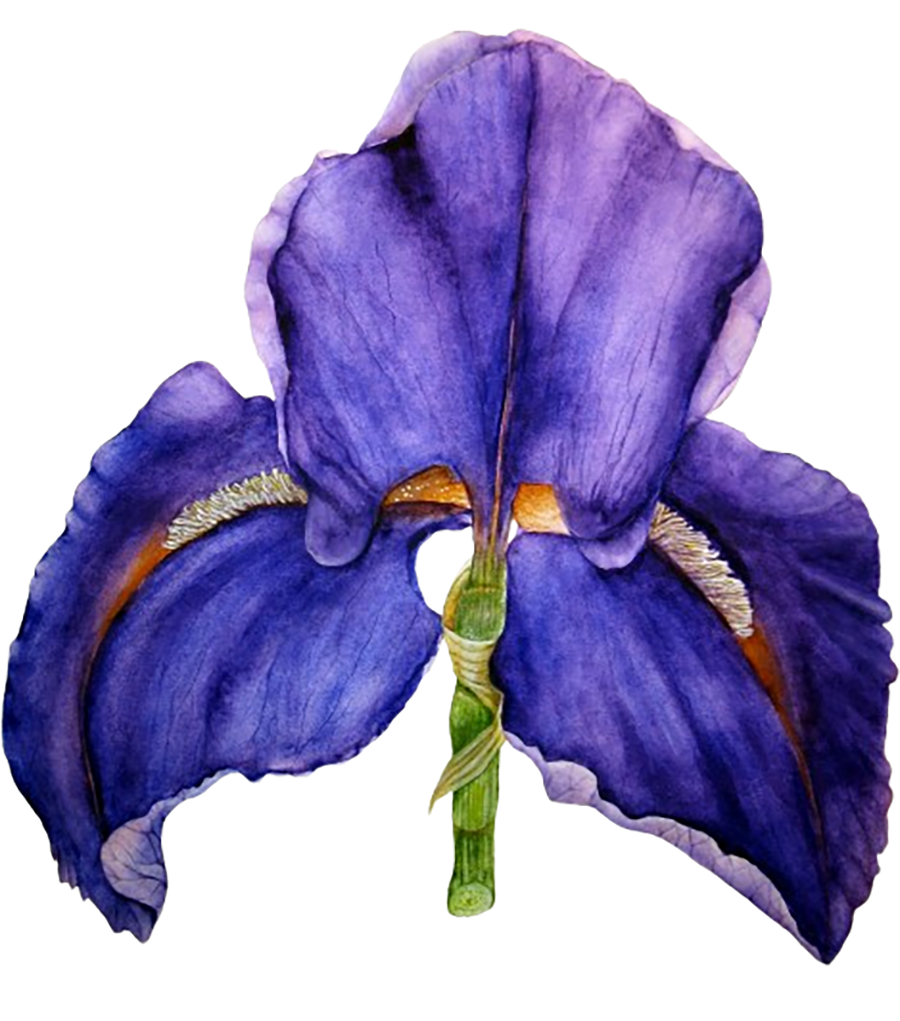 botanika