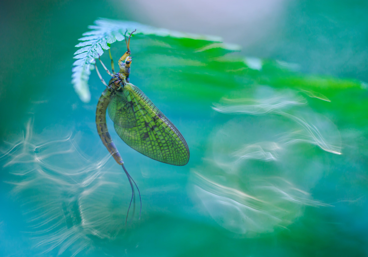 Rejtett szomszédaink 